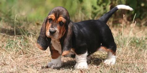 22 Cute Miniature Basset Hound Pictures You Will Love Page 3 The Paws