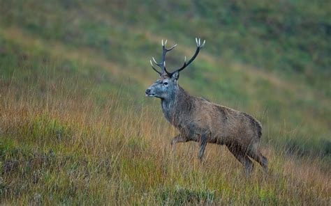 Sika Deer Scotland George Davies Flickr