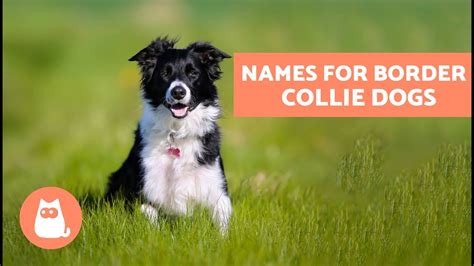 Perfect Interlude Border Collie Dog Names