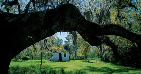 Magnolia plantation and gardens address: Slave Cabin, Magnolia Plantation and Gardens, Ashley River ...