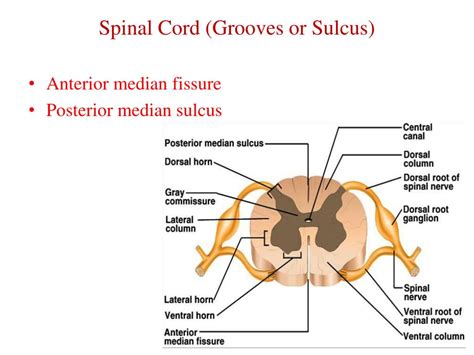 Pptx I Spinal Cord A Cross Section Anterior Median Fissure My Xxx Hot