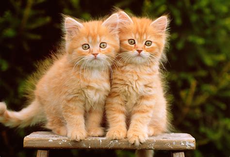 Orange Tabby Kittens Cute Kittens Photo 41521080 Fanpop