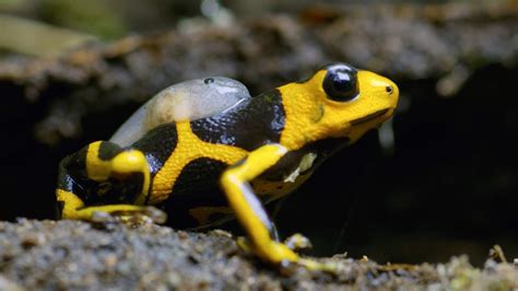 Why Do Poison Dart Frog Dads Give Their Tadpoles Piggyback Rides The