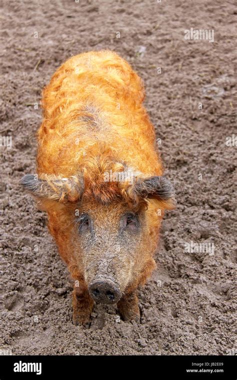 Mangalitza Pig Wollschwein Stock Photo Alamy