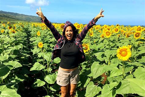 Sunflower Fields In Waialua On Oahus North Shore