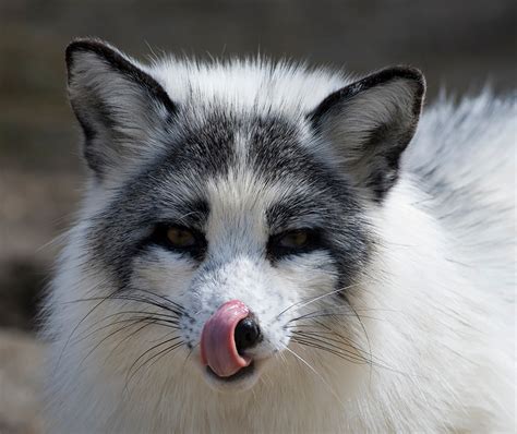 6 Charming Fox Species You Need To Know Wow Amazing