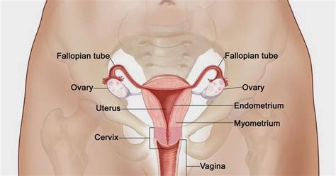 Keperawatan Jiwa Anatomi Dan Fisiologi Sistem Reproduksi Wanita
