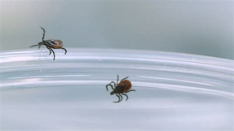 Disease Transmitting Ticks Are Expanding Including One Linked To A Red