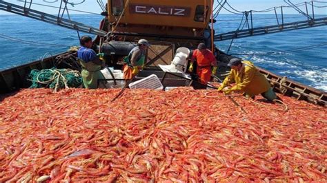 Amazing Commercial Shrimp Fishing By Net Trawl Catch Hundreds Tons