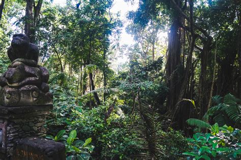 Sacred Monkey Forest In Ubud Bali Bree West