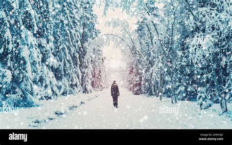 Loneliness Woman Walking In The Winter Forest In Snowfall Beautiful
