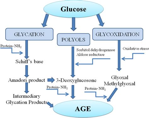 Here we explain what they are and their role in aging. DIABETIC NEPHROPATHY - GENESIS, PREVENTION AND TREATMENT ...