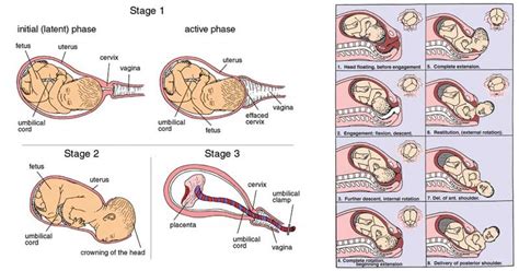 Stages Of Labour Mechanisms Calgary Guide