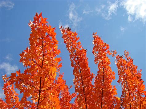 Blue Sky Art Prints Orange Autumn Leaves Photograph By Patti Baslee