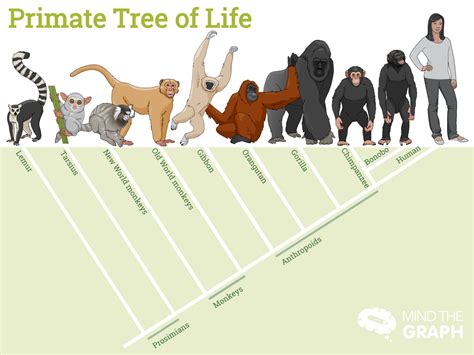 Primate Tree Of Life As Much As We All Love Monkeys Dr Goodalls