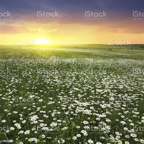 Daisy Field At Sunset Stock Photo Download Image Now Agricultural
