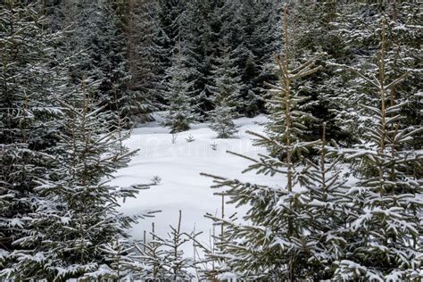 Small And Huge Spruce Trees In A Winter Snowy Meadow Beautiful Winter