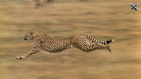 The Cheetah Is The Fastest Animal In The World Youtube