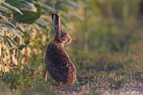 Brown Hare Photos Brown Hare Images Nature Wildlife Pictures