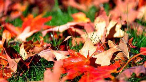 Download Wallpaper 1920x1080 Leaves Autumn Grass Lawn Greens Maple