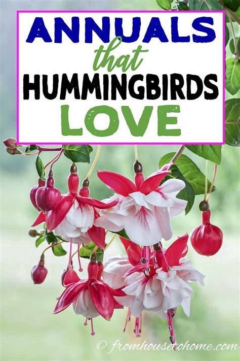 Another exceptional flower to include in your hummingbird habitat is the stunning red cardinal flower. Hummingbird Plants: 25+ Of The Best Flowers That Attract ...