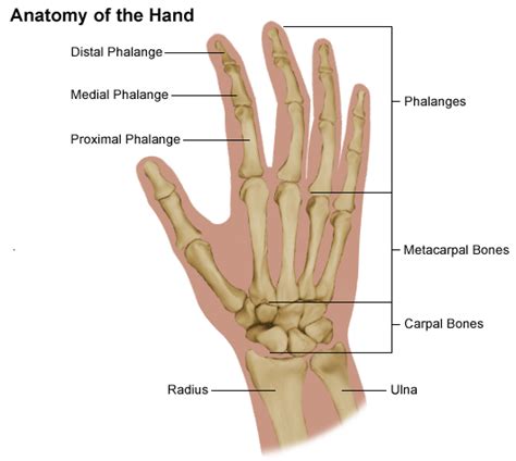 Anatomy Of The Hand Comprehensive Orthopaedics