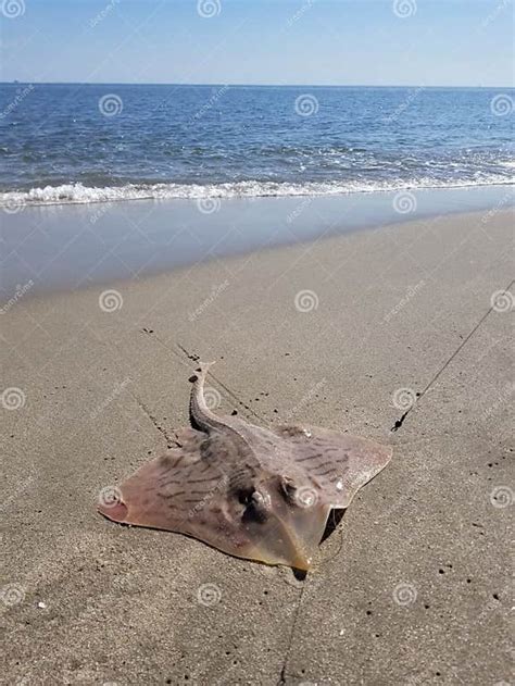 A Pink Dotted Stingray On The Beach Being Caught And Released Back In