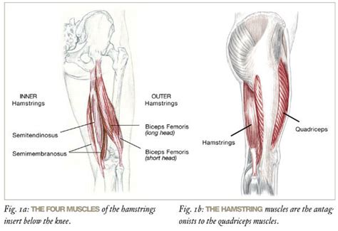 Relief For Tight Hamstrings
