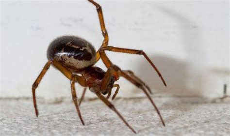 Venomous Spider Creeps North Of The Border Scotland News Express