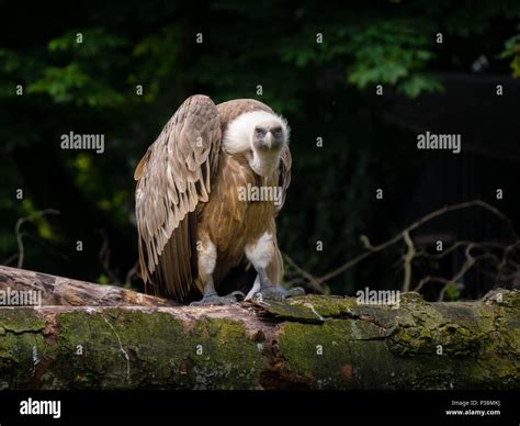 Vulture Eye Hi Res Stock Photography And Images Alamy