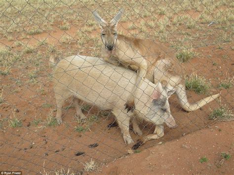 Isolated Kangaroo And Pig In An Intimate Relationship