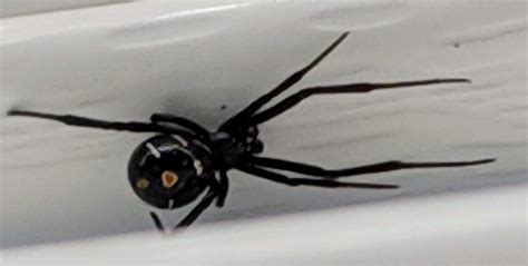Newaygo Michigan Usa Is This A Black Widow Spiders