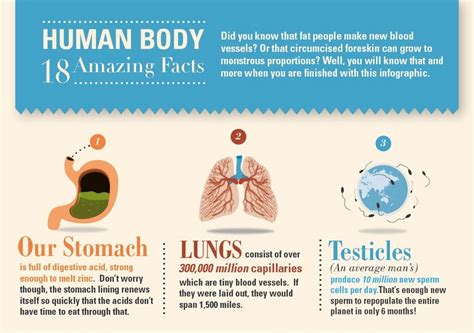 The signals from the brainwave sensor are processed using matlab processing. 18 Amazing Facts About The Human Body [Infographic ...