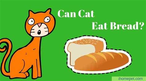 What Do You Know About Your Cats Diet Can Cats Eat Bread Ihomepet