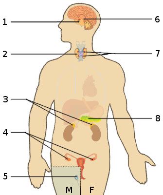 Free Anatomy Quiz The Endocrine System Anatomy Quiz