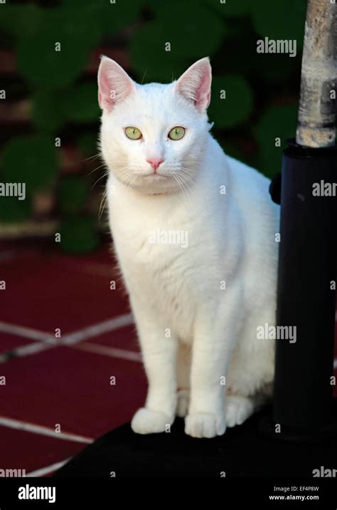White Cat With Green Eyes Stock Photo Alamy