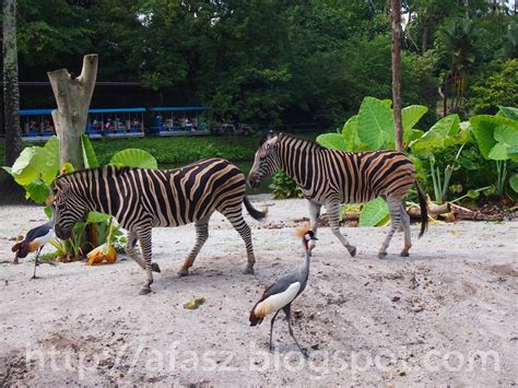 Bagi perkongsian kali ini, editor akan ketengahkan tentang mengenai gambar mewarna zoo ini. afasz.com: Haiwan-haiwan di Zoo Taiping (Part I)