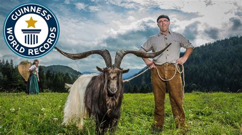 Largest Horn Span On A Goat Guinness World Records Youtube