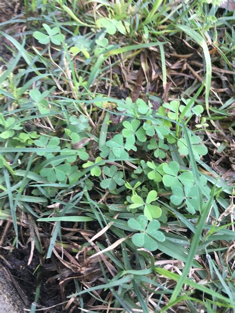 Weeds In Lawn Not Being Controlled By Weed N Feed Help Me Identify In