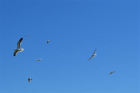 Gambar Alam Sayap Langit Udara Burung Laut Kawanan Terbang
