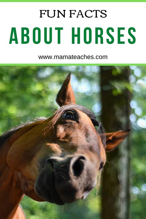 Facts About Horses Fun Animal Facts For Kids Mama Teaches Animal