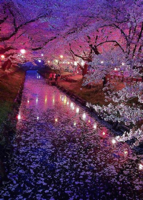 Cherry blossoms signal a time of renewal during the night, places like ueno park hang paper lanterns to illuminate the cherry blossoms. Cherry Blossoms @ night in 2020 | Cherry blossom japan ...