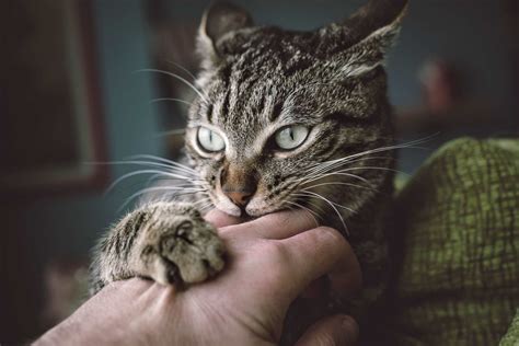 Why Some People Fear Avoid Or Even Hate Cats