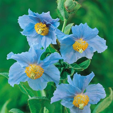 Meconopsis Blue Himalayan Poppy Perennials M O Perennials By Name