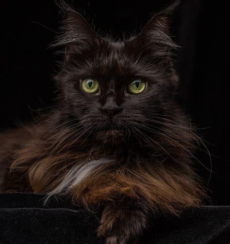 The black maine coon is as dark as night with the exception of two bright shining eyes. Check Out Our Beautiful Gallery Of Pictures Of Maine Coon Cats