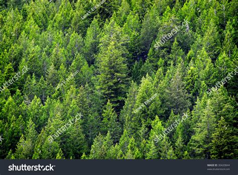 View Of Forest Of Green Pine Trees On Mountainside Stock Photo 30420844