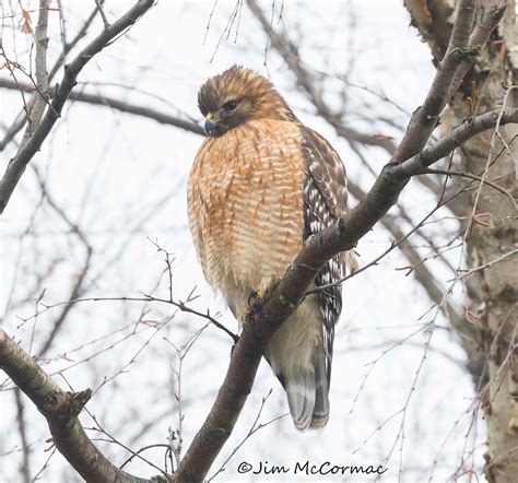 Ohio Birds And Biodiversity Red Shouldered Hawk In Low Light