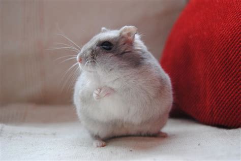 My Fat Russian Hamster By Mirijephoto On Deviantart