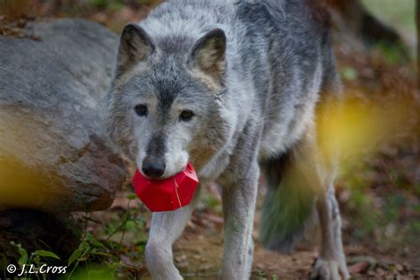 Gray Wolf Animal Photography Animal Facts Wildlife Photography