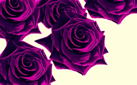 Free Download Wallpaper Roses Purple Wallpapers 1920x1200 1920x1200